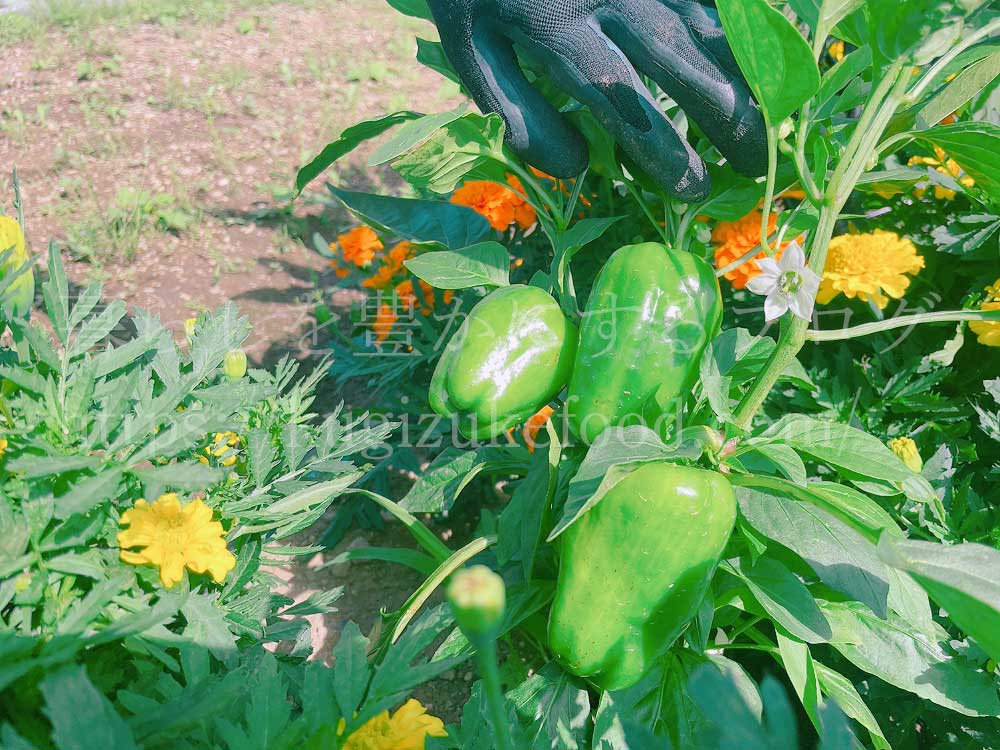 野菜作り体験ブログ・研修会での勉強5回目