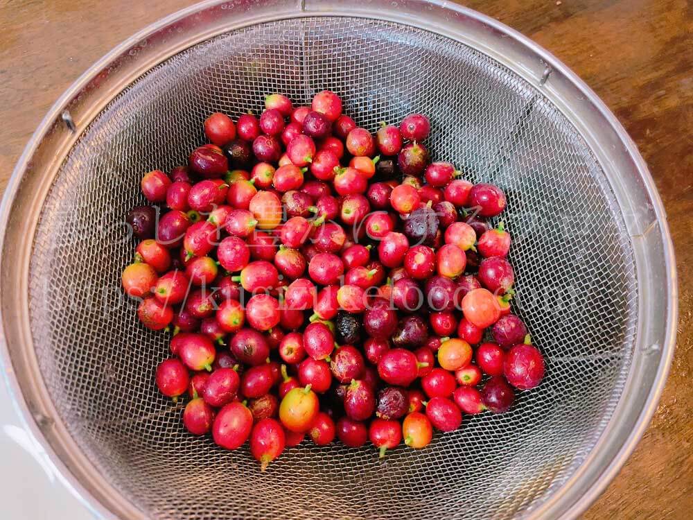 コーヒー豆の収穫